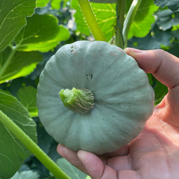 Silver Baby Chestnut Pumpkin, 6 Seeds