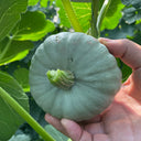 Silver Baby Chestnut Pumpkin, 6 Seeds