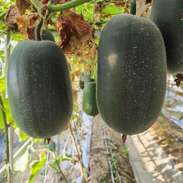 'Xiaoyou' Small Wax Gourd Seeds, 100 Seeds