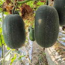 'Xiaoyou' Small Wax Gourd Seeds, 100 Seeds
