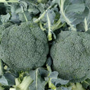 GreenVigour 80 Broccoli Seeds, 1000 Seeds