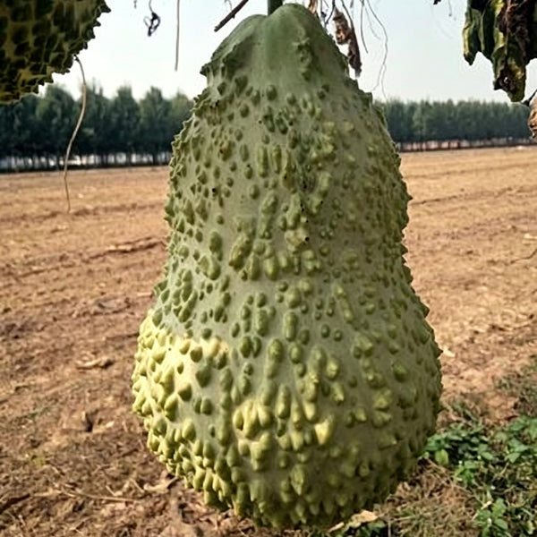 Knobbly Flower Head Gourd, 2 Seeds