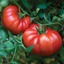 Giant Heirloom Pink Beefsteak Tomato Seeds, 20 Seeds