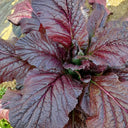 'Splendid 2099' Purple Leaf Mustard Seeds, 10g
