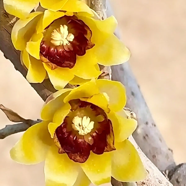 Guifei Sandalwood Wintersweet, 20 Seeds