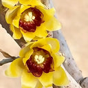 Guifei Sandalwood Wintersweet, 20 Seeds