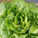Silken Butter Lettuce Seeds, 2g