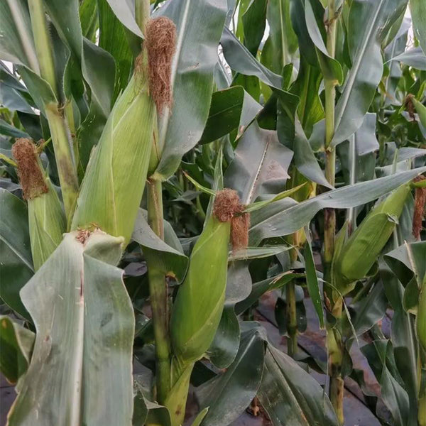 Huanuo No.2 Waxy Corn Seeds, 200g