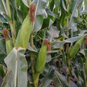 Huanuo No.2 Waxy Corn Seeds, 200g