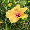 Pale Yellow Hibiscus, 20 Seeds