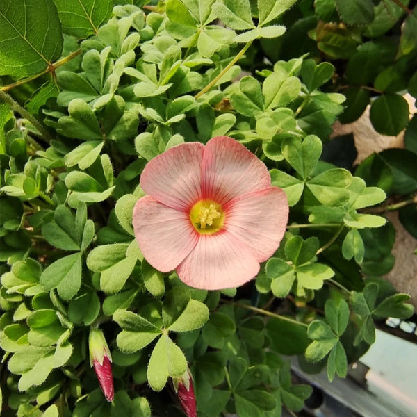 Oxalis versicolor 'Cherry Cream', 5 Bulbs