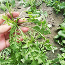 Broad-leaved Shepherd's Purse Seeds, 10g