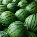 'Kylin Ice Cream' Watermelon Seeds