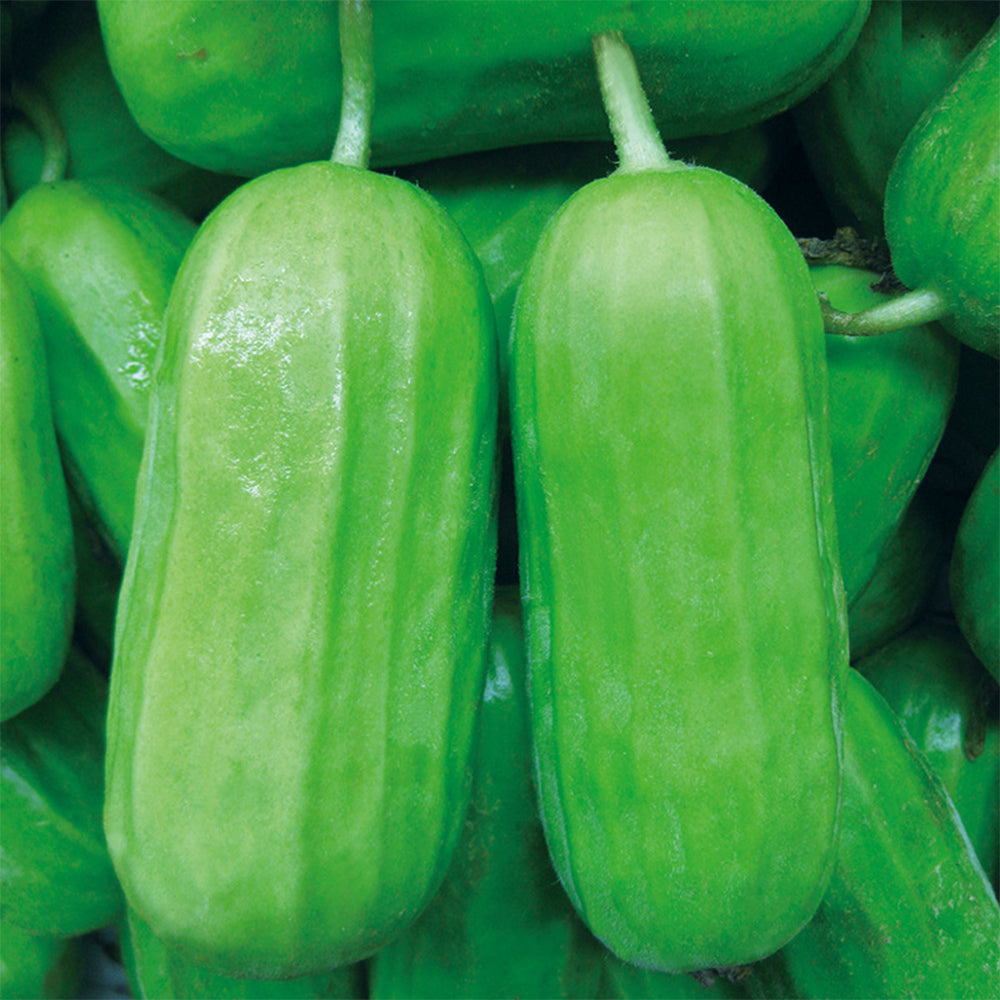 Eight-ridged Cucumber Seeds