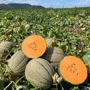 No.8 Red Cantaloupe Hybrid, 50 Seeds