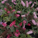 Mixed Butterfly Bush, 10 Seeds