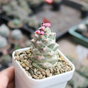 Monadenium ritchiei var. nyambense 'Variegata', 4-5cm