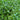 Watercress, 1000 Seeds