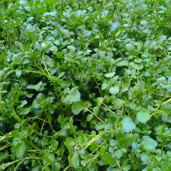 Watercress, 1000 Seeds