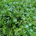 Watercress, 1000 Seeds