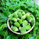 'Hei Wawa' Small Spiny Black Bitter Melon Seeds, 5 Seeds