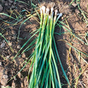 Leek Seeds, 2000 Seeds