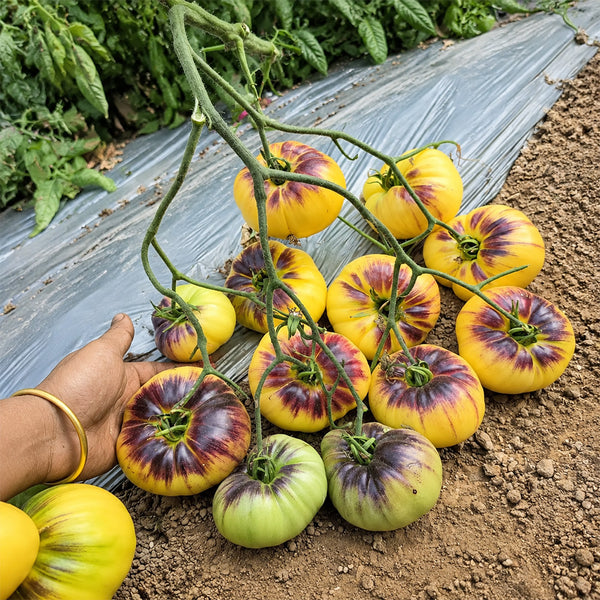 87 Sart Roloise Tomato, 5 Seeds