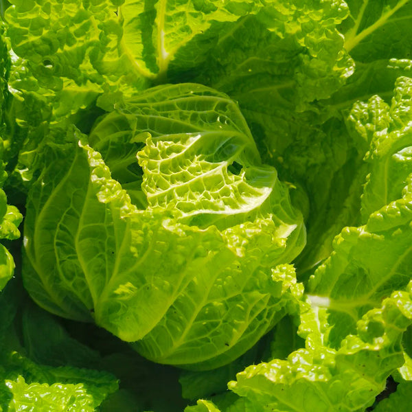 Hongbao Heading Cabbage Seeds, 2000 Seeds