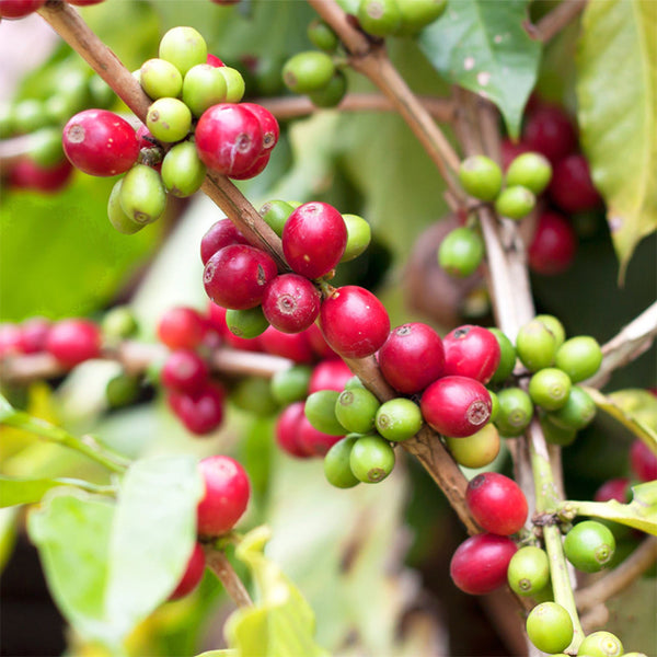 Yunnan Pu'er Catimor Parchment Coffee, 50 Seeds