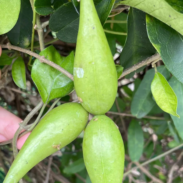 Gurmar, 20 Seeds