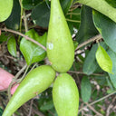 Gurmar, 20 Seeds