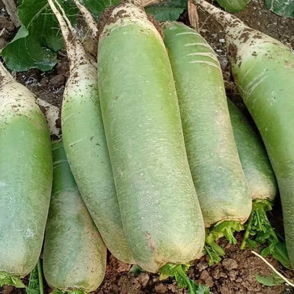 'SanNong Feicui' Fruit Radish Seeds, 100 Seeds