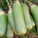 'SanNong Feicui' Fruit Radish Seeds, 100 Seeds
