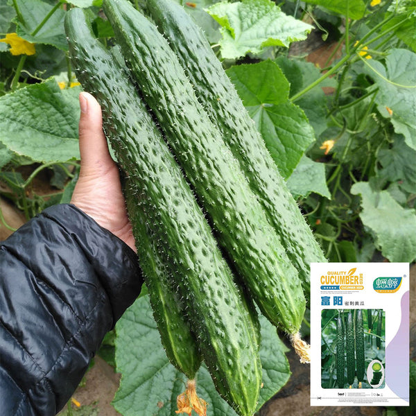 Fuyang Spiny Cucumber Seeds, 30 Seeds