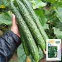 Fuyang Spiny Cucumber Seeds, 30 Seeds