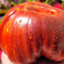 728 Gray Metallic Gun x Sandcastle Tomato, 5 Seeds