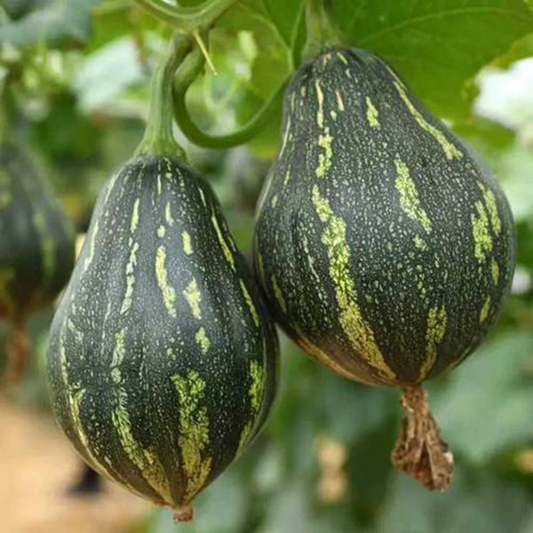 Fragrant Taro Pumpkin Seeds, 10 Seeds