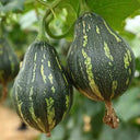 Fragrant Taro Pumpkin Seeds, 10 Seeds