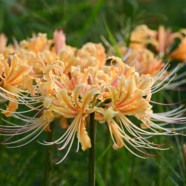 Lycoris 'Sweet Orange', 1 Bulb