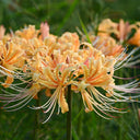 Lycoris 'Sweet Orange', 1 Bulb