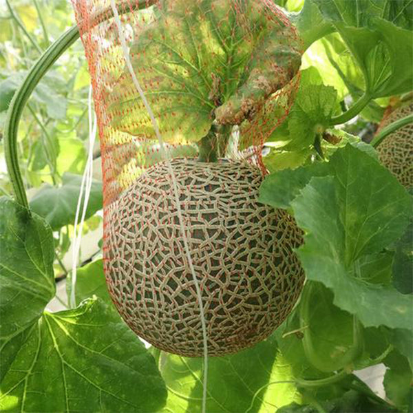Shuaiguo No.9 Netted Melon Seeds, 10g