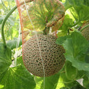 Shuaiguo No.9 Netted Melon Seeds, 10g