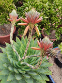 Aloe Polyphylla