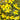 Spanish Needles, 200 Seeds