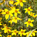 Spanish Needles, 200 Seeds
