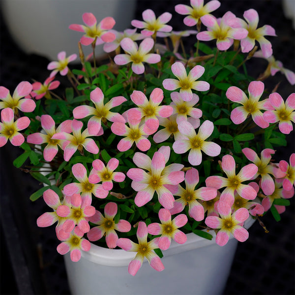 Oxalis obtusa Series Bulb - 'Freckle Girl', 2 Bulbs