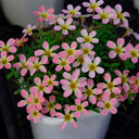 Oxalis obtusa Series Bulb - 'Freckle Girl', 2 Bulbs