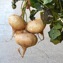 Yam Bean Seeds, 100 Seeds