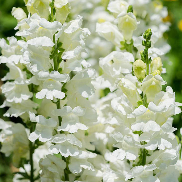 Madame Butterfly White Snapdragon, 1000 Seeds