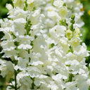 Madame Butterfly White Snapdragon, 1000 Seeds